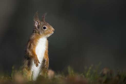 Rotes Eichhörnchen - MJOF01355