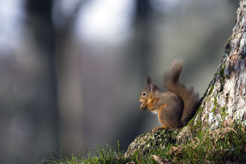 Rotes Eichhörnchen beim Essen - MJOF01356