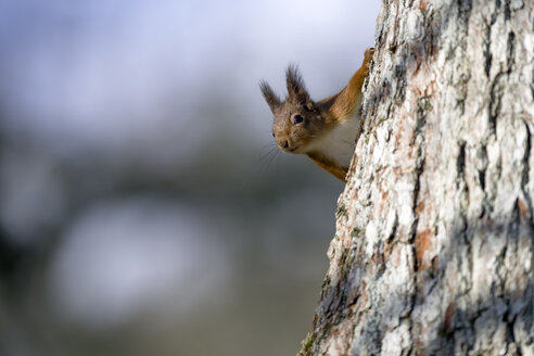 Rotes Eichhörnchen lugt hinter einem Baumstamm hervor - MJOF01357