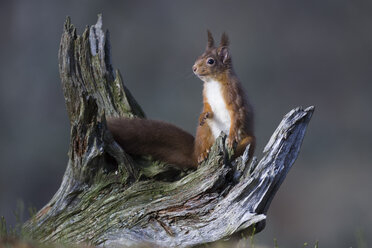 Rotes Eichhörnchen auf Totholz - MJOF01358