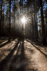 Spanien, Teneriffa, Wald im Gegenlicht - SIPF01434