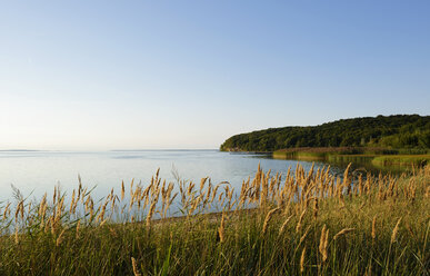 Deutschland, Rügen, Kleiner Jasmunder Bodden - LHF00514