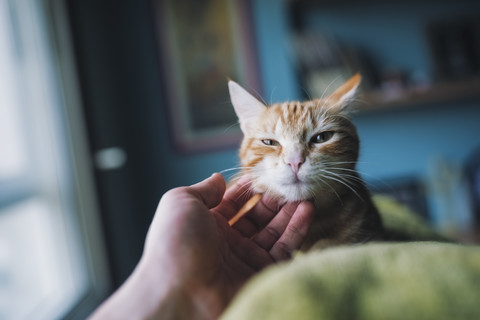 Männerhand streichelt getigerte Katze, lizenzfreies Stockfoto