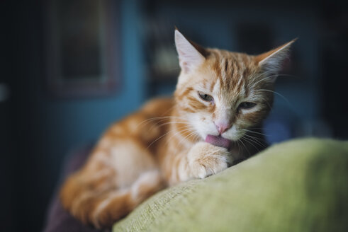 Katze leckt ihre Pfote an der Rückenlehne einer Couch - RAEF01763