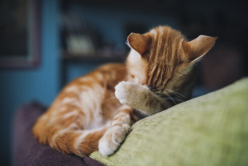 Katze wäscht ihr Gesicht mit einer Pfote auf der Rückenlehne einer Couch - RAEF01764