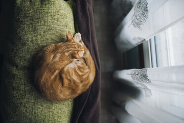 Cat sleeping on backrest of a couch - RAEF01765