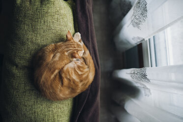 Katze schläft auf der Rückenlehne einer Couch - RAEF01765