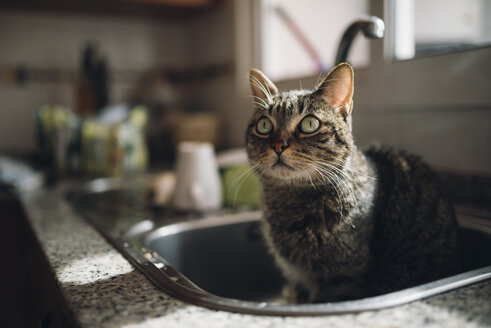 Porträt einer getigerten Katze, die in der Küchenspüle sitzt - RAEF01766