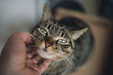 Hand of man stroking tabby cat - RAEF01767