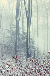 Germany, Wuppertal, forest in winter - DWIF00838