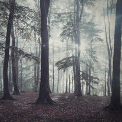Germany, Wuppertal, beech forest in autumn - DWIF00842