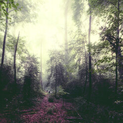 Deutschland, Wuppertal, Waldlichtung im Gegenlicht - DWIF00843