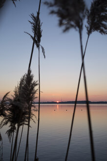 Deutschland, Leipzig, gefrorenes Schilf am Ufer des Cospudener Sees bei Sonnenuntergang - NDF00632