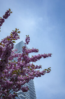 Deutschland, Köln, Blick auf den Kölner Turm im Media Park mit Kirschblüten im Vordergrund - DASF00070