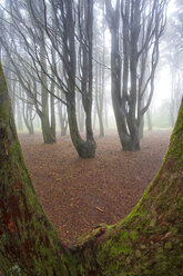 Portugal, Sintra, Wald im Frühling - DSGF01532