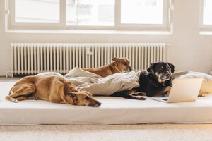 Drei Hunde im Bett liegend mit einem Laptop - JOSF00658