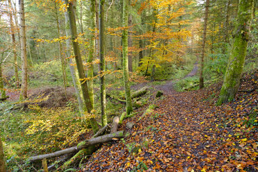 Deutschland, Bayern, Geretsried, Weg im Auenwald im Herbst - SIEF07332