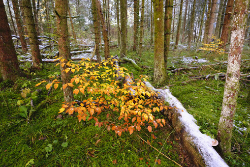 Deutschland, Bayern, Geretsried, junge Buchen und Fichten im Auenwald - SIEF07335