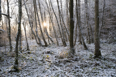 Deutschland, Bayern, Geretsried, Schnee im Auenwald bei Sonnenaufgang - SIEF07336