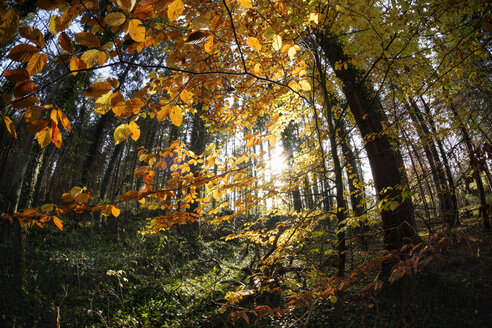 Deutschland, Bayern, Naturschutzgebiet Isar-Auen, Rotbuche im Herbstwald - SIEF07337