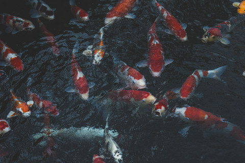 Japan, Tokio, Asakusa, Kois in einem Teich am Senso-ji-Tempel, lizenzfreies Stockfoto