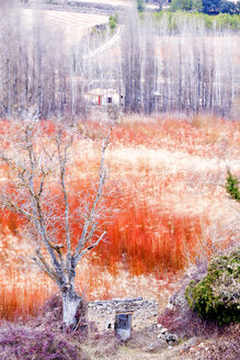 Spanien, Cuenca, Weidenanbau in Canamares im Winter - DSGF01534