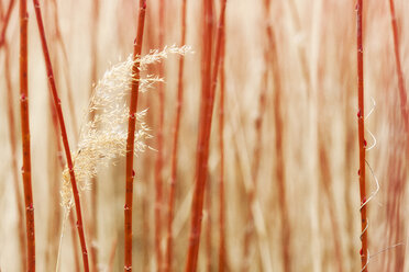 Spanien, Cuenca, Canamares, Detail von Weiden - DSGF01539