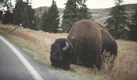USA, Yellowstone-Nationalpark, Wisente grasen am Straßenrand, lizenzfreies Stockfoto