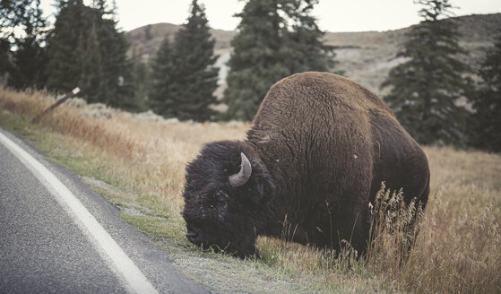 USA, Yellowstone-Nationalpark, Wisente grasen am Straßenrand - EPF00380