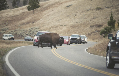 USA, Yellowstone-Nationalpark, Bison überquert Straße - EPF00381
