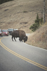 USA, Yellowstone-Nationalpark, Bison überquert Straße - EPF00382