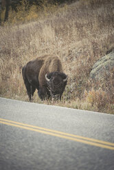 USA, Yellowstone-Nationalpark, Bison am Straßenrand stehend - EPF00383