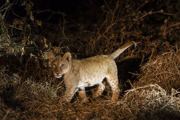 Botswana, Tuli Block, Löwenjunge bei Nacht - SRF00857