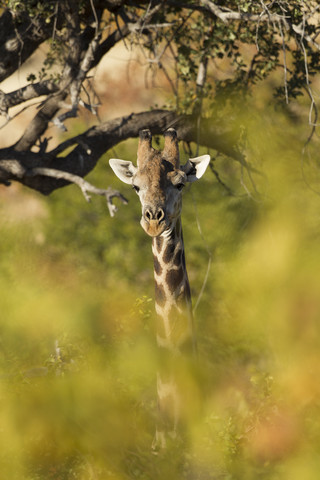 Botswana, Tuli Block, Giraffe im Sonnenlicht, lizenzfreies Stockfoto