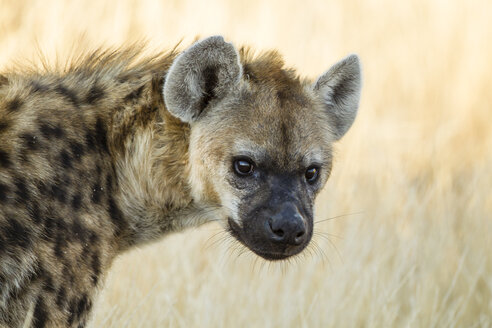 Botswana, Tuli Block, portrait of spotted hyena - SRF00860