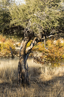 Botswana, Tuli Block, Schwanz eines Leoparden, der sich auf einem Baum versteckt - SRF00861