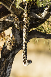 Botswana, Tuli Block, Schwanz eines Leoparden, der sich auf einem Baum versteckt, Nahaufnahme - SRF00862