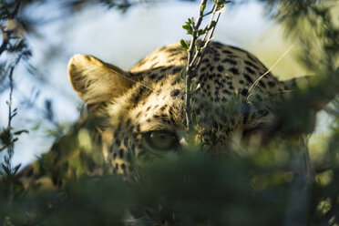 Botswana, Tuli Block, Leopard versteckt sich hinter Zweigen, Nahaufnahme - SRF00863