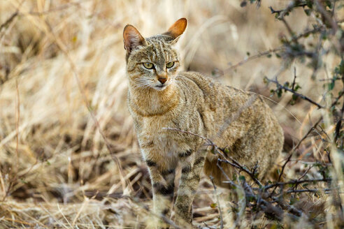 Botsuana, Tuli Block, Porträt einer afrikanischen Wildkatze - SRF00864