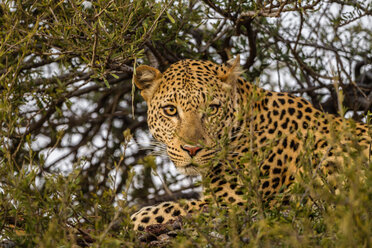 Botswana, Tuli Block, Porträt eines Leoparden auf einem Baum - SRF00867