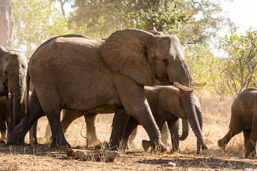 Botswana, Tuli Block, Herde afrikanischer Elefanten - SRF00870