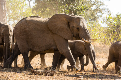 Botswana, Tuli Block, herd of African elephants - SRF00870