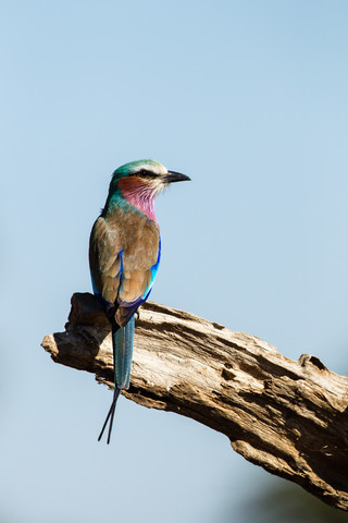 Botswana, Tuli Block, Fliederbrustwalze auf Totholz, lizenzfreies Stockfoto