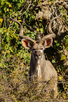 Botswana, Tuli Block, Porträt eines Kudu im Sonnenlicht - SRF00873