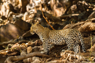 Botswana, Tuli Block, Leopard - SRF00874