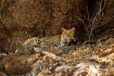 Botswana, Tuli Block, leopard watching something - SRF00875