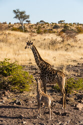 Botswana, Tuli Block, Giraffe mit Jungtier - SRF00876