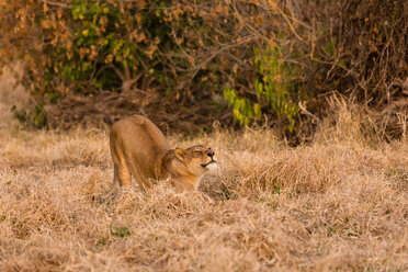 Botswana, Tuli Block, Streckende Löwin - SRF00877