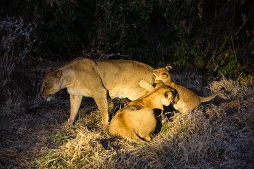 Botswana, Tuli Block, drei Löwen bei Nacht - SRF00878