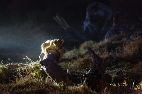Botswana, Tuli Block, Löwenjunge liegt nachts auf Totholz, lizenzfreies Stockfoto